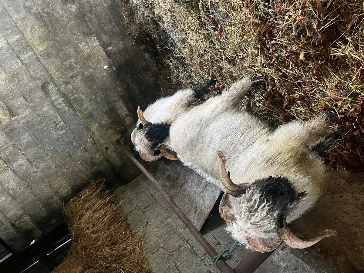 Valais black nose rams - Image 4