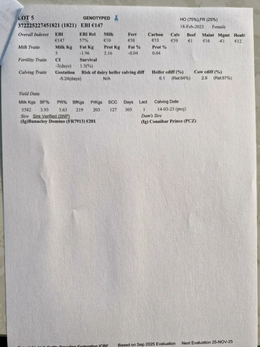 Empty cows - Image 3