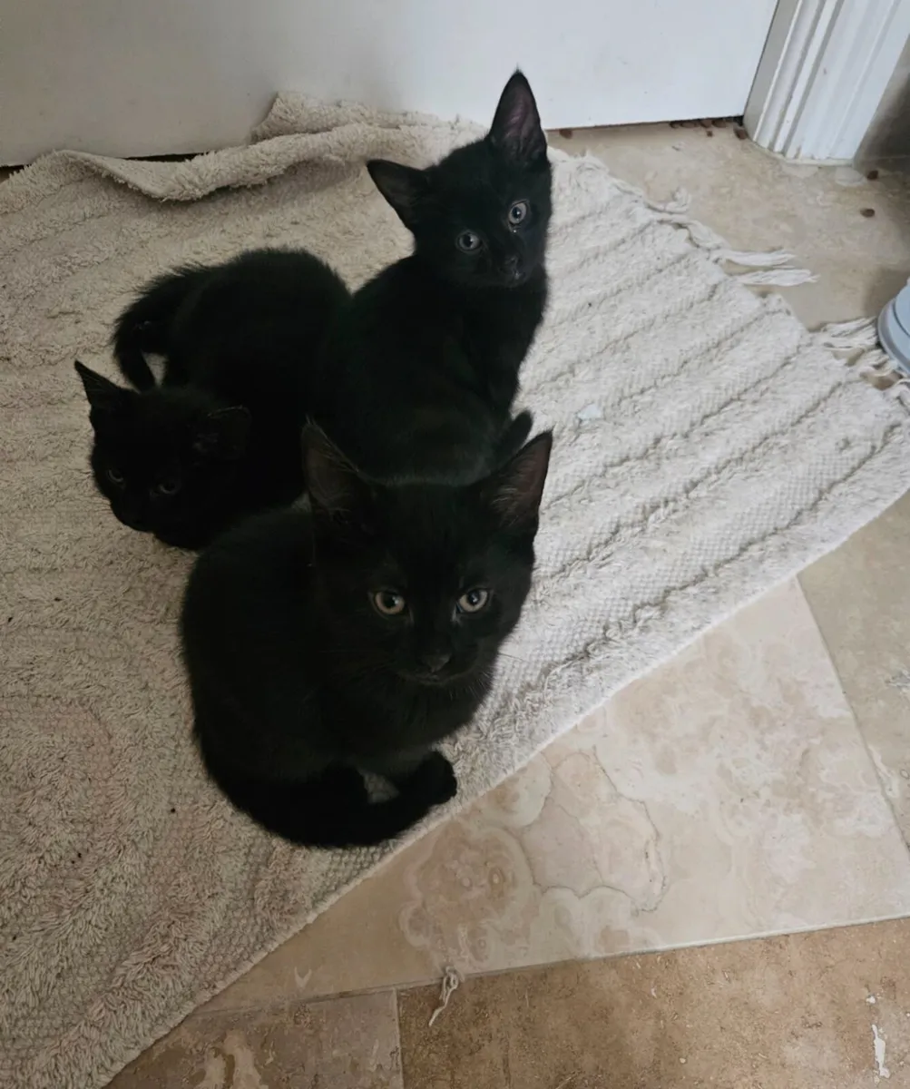 Sweet 2-Month-Old Kittens Ready for New Homes! - Image 2