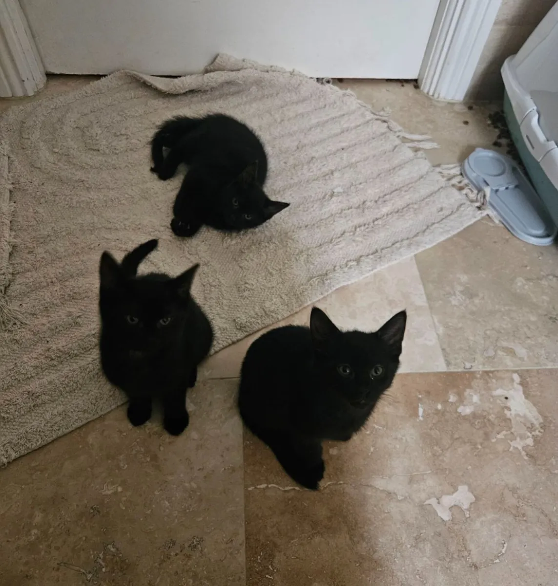 Sweet 2-Month-Old Kittens Ready for New Homes! - Image 1