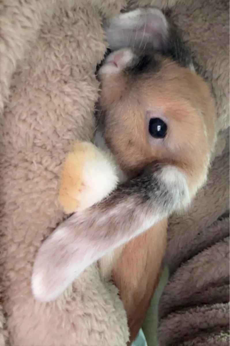 Mini lop - Image 1