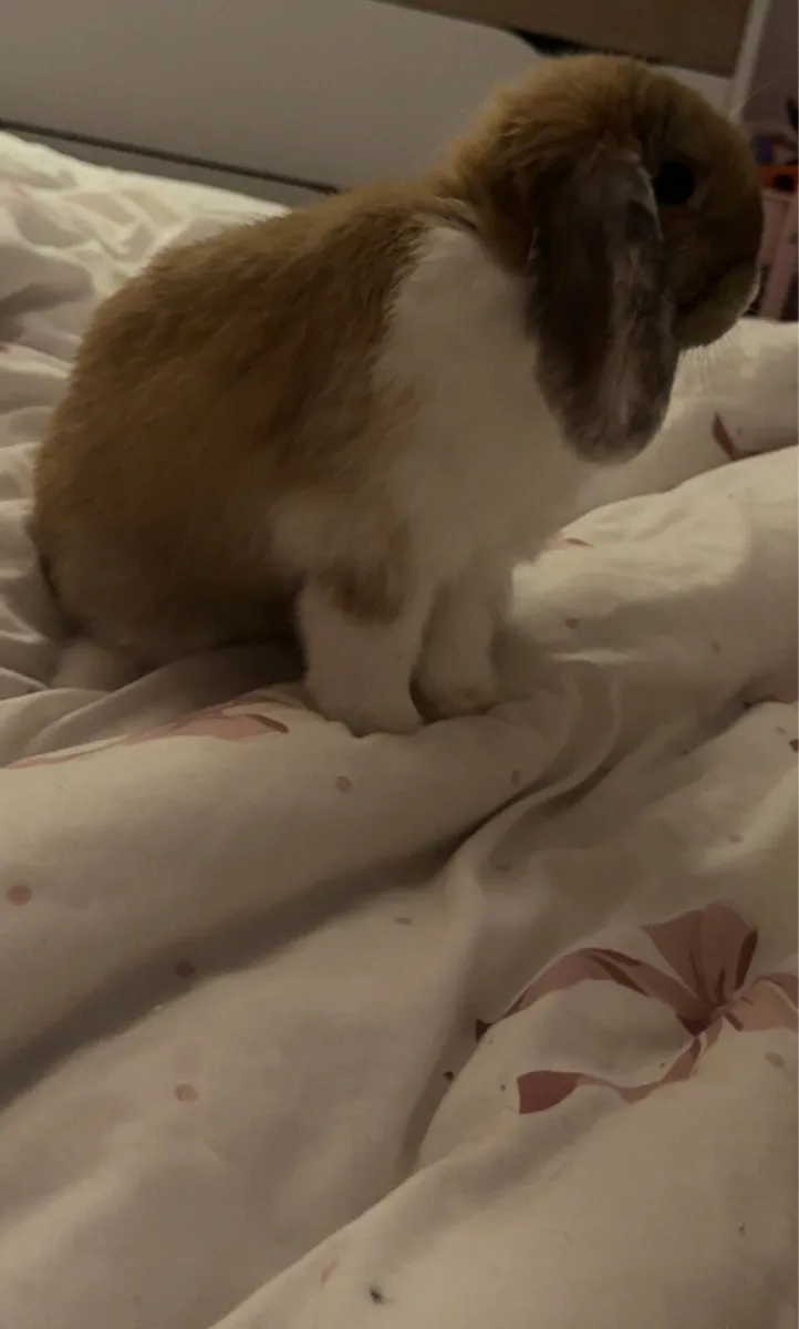Mini lop - Image 2