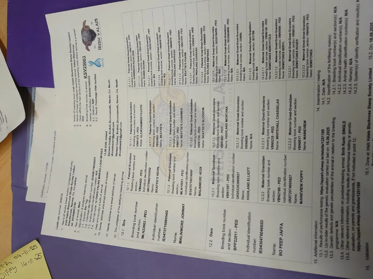 3 Mature Valais Blacknose Rams for Sale - Image 3