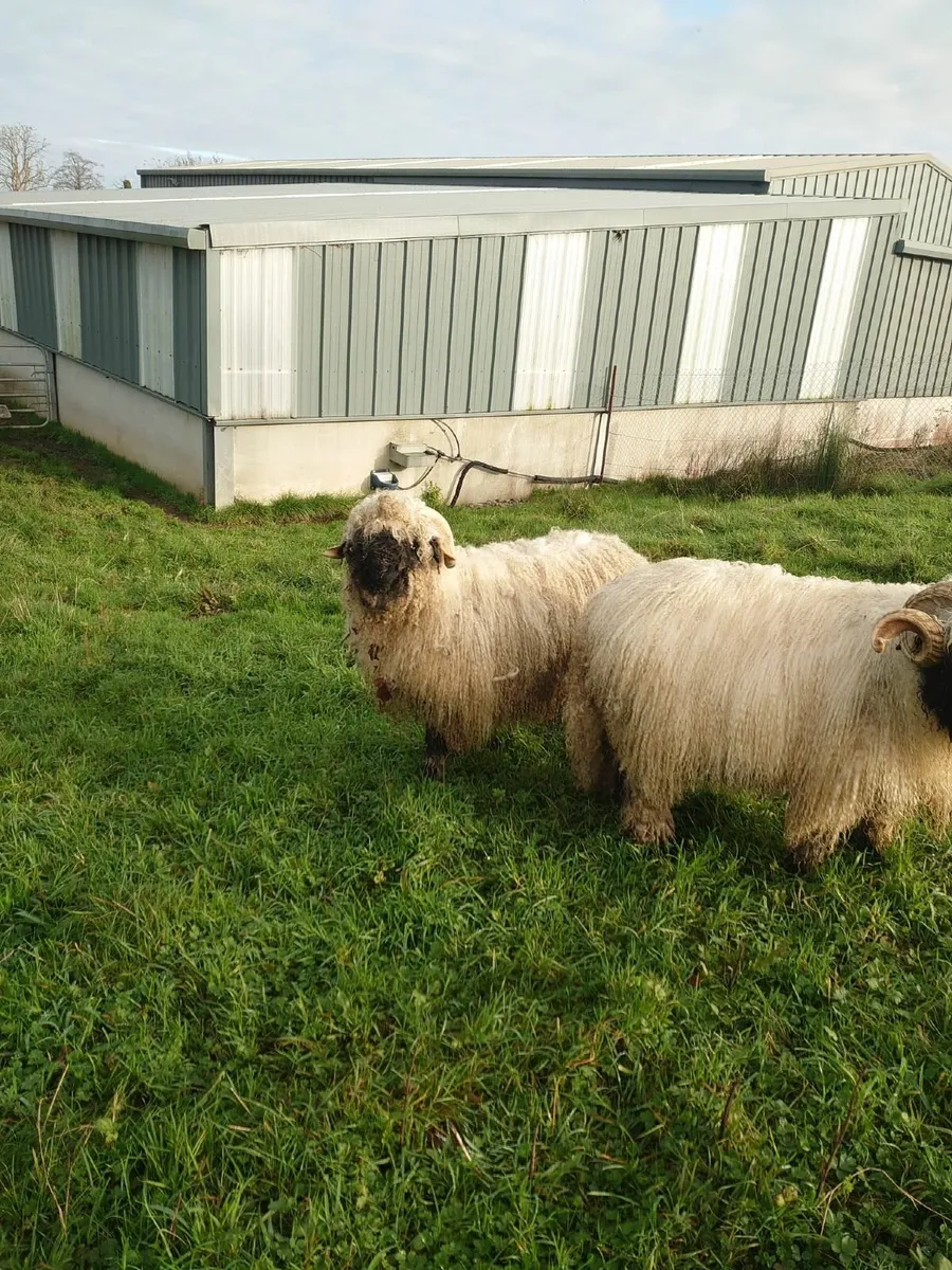 3 Mature Valais Blacknose Rams for Sale - Image 1