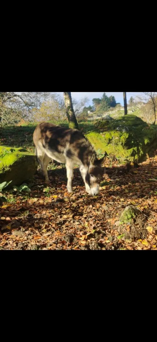 Breeding pair of Donkeys - Image 1