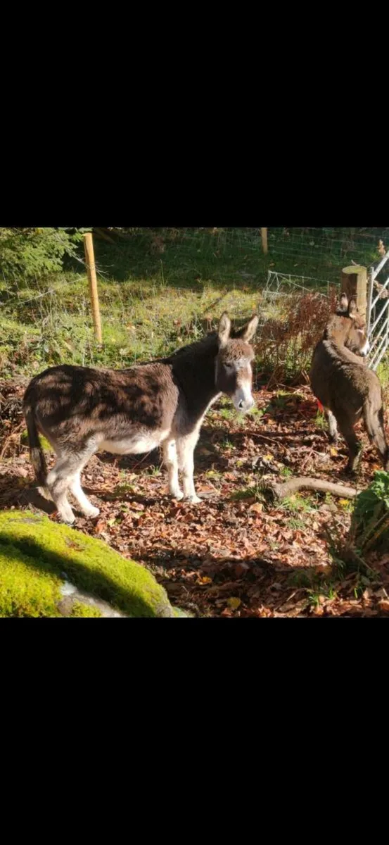 Breeding pair of Donkeys - Image 2