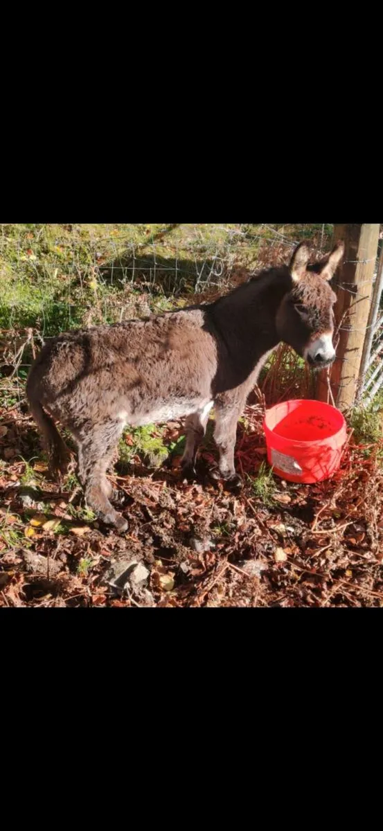 Breeding pair of Donkeys - Image 3