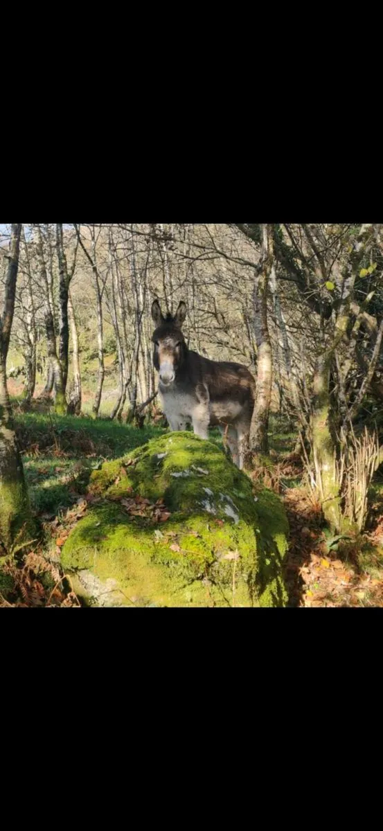 Breeding pair of Donkeys - Image 4