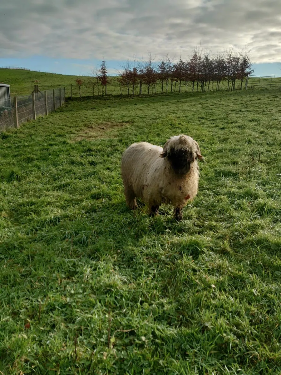 Moses, Marvin and Lily Valais Blacknose lambs sale - Image 3
