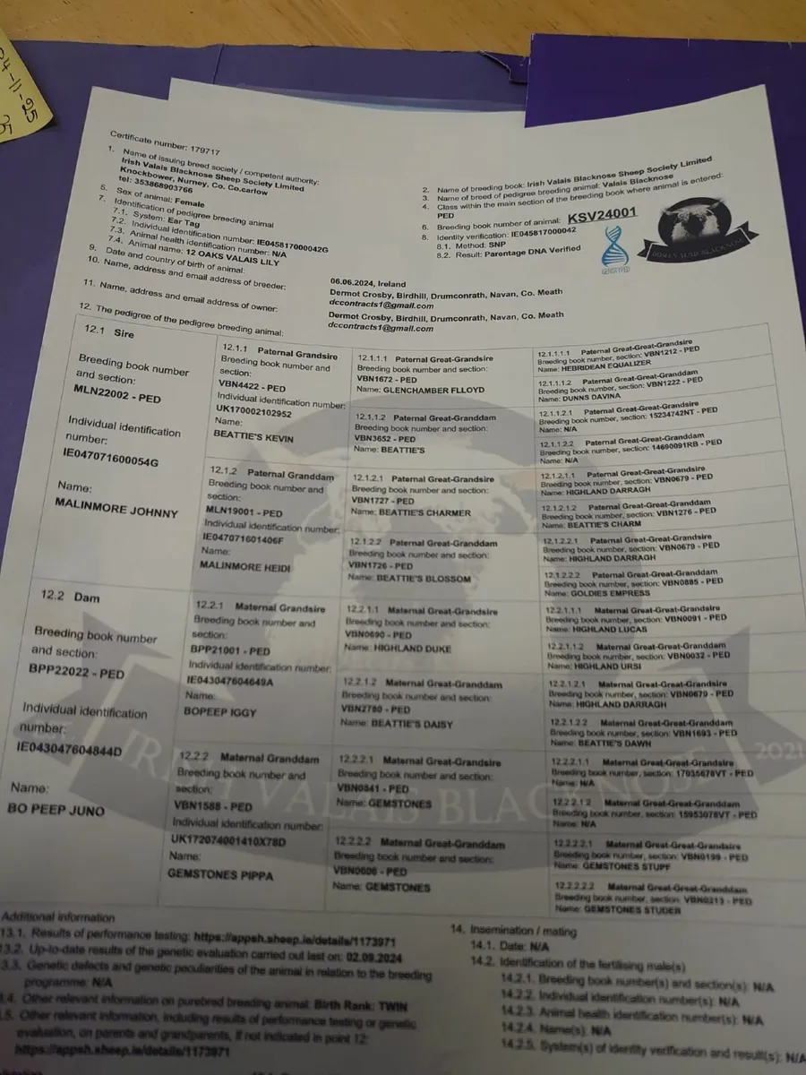 Moses, Marvin and Lily Valais Blacknose lambs sale - Image 4