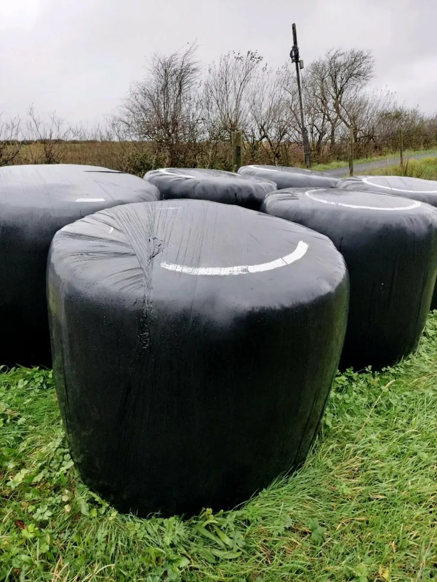 Haylage for sale - Image 2