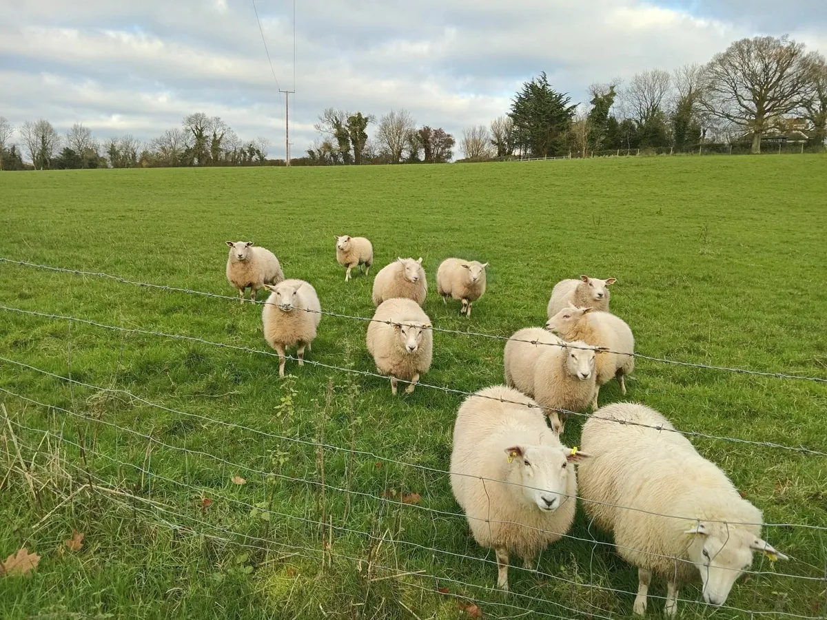 Belclare ewe lambs