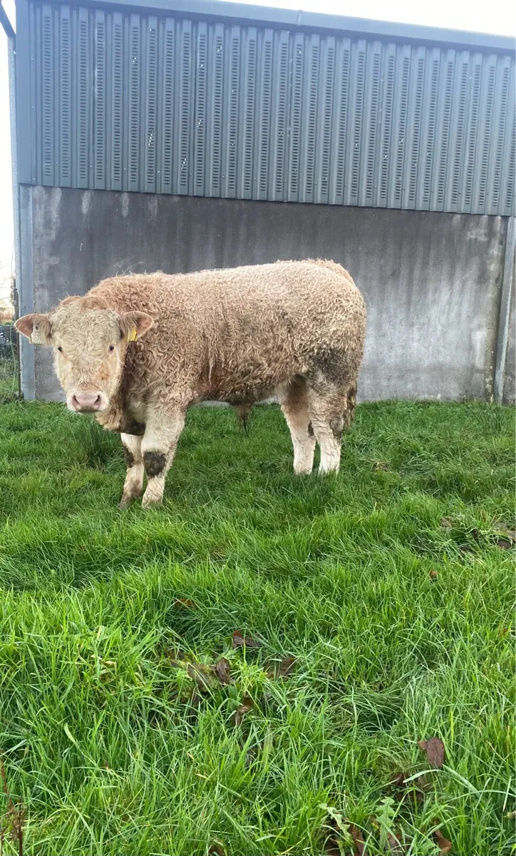 CH bull weanlings - Image 1