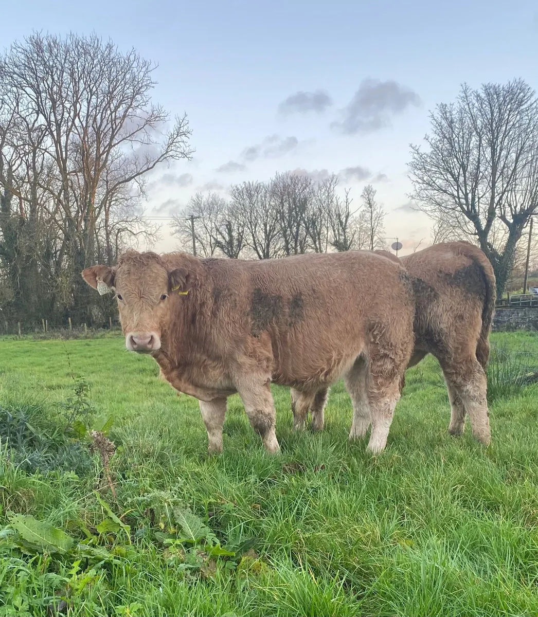 CH bull weanlings - Image 2