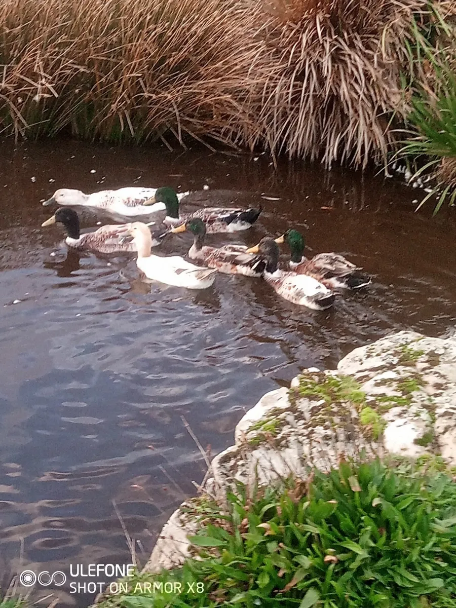 Welsh harlequin drakes - Image 2