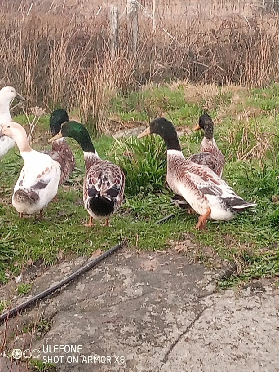 Welsh harlequin drakes - Image 3