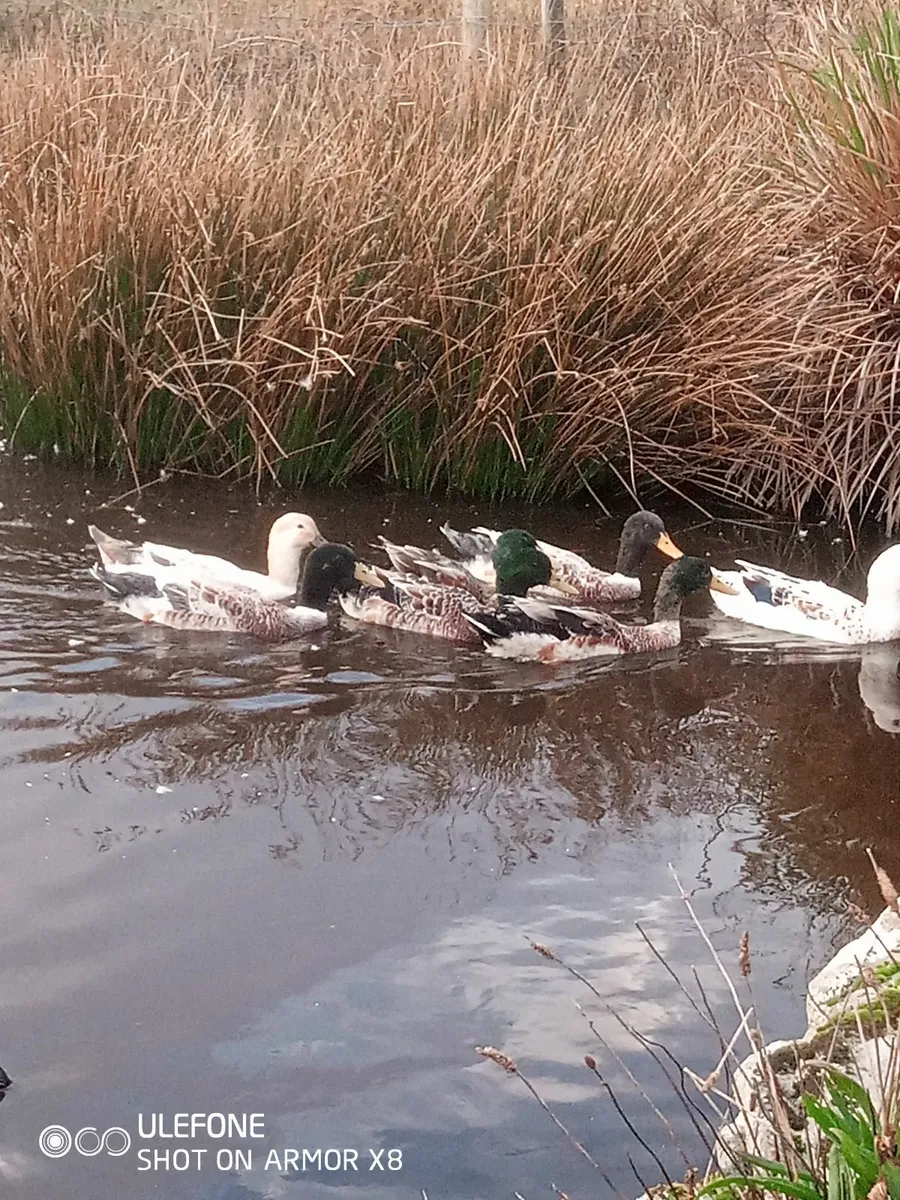 Welsh harlequin drakes - Image 4