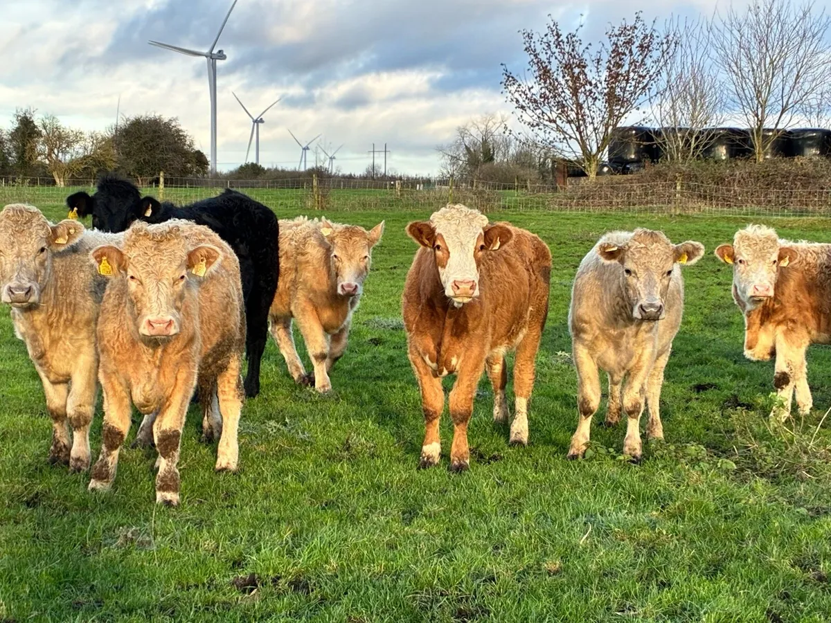 15 Charloais bullocks for sale - Image 1