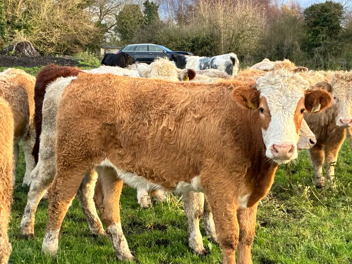 15 Charloais bullocks for sale - Image 2