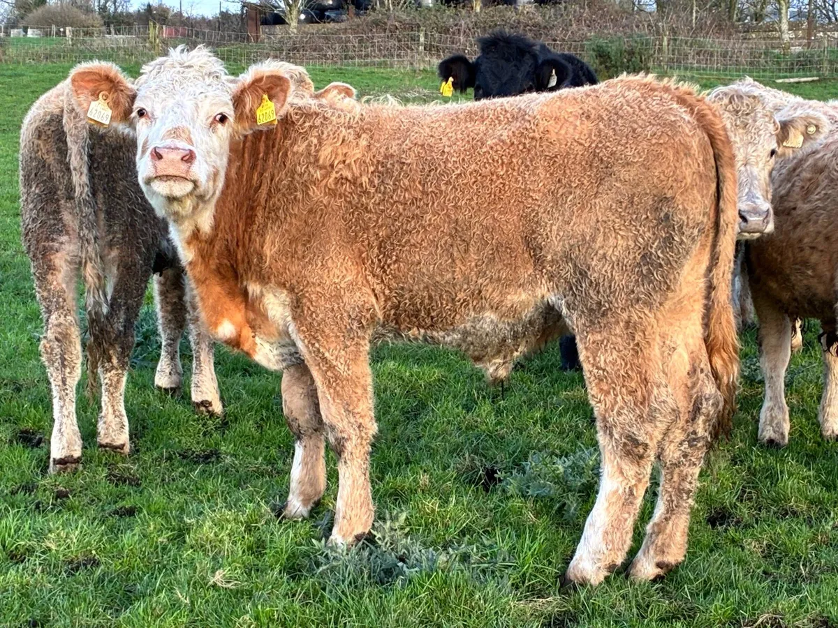 15 Charloais bullocks for sale - Image 3