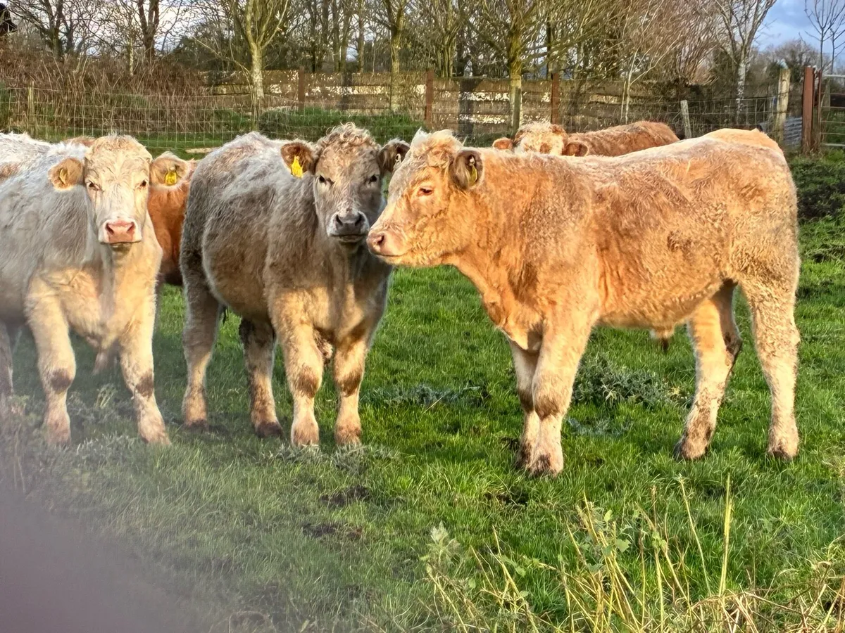 15 Charloais bullocks for sale - Image 4