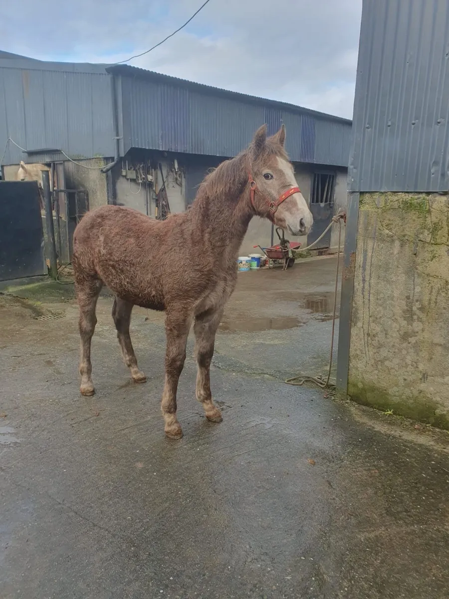 Purebred Irish Draught Filly Foal - Image 2