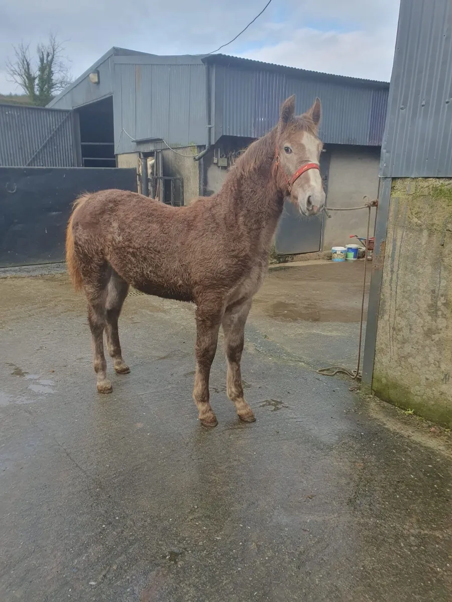 Purebred Irish Draught Filly Foal - Image 3