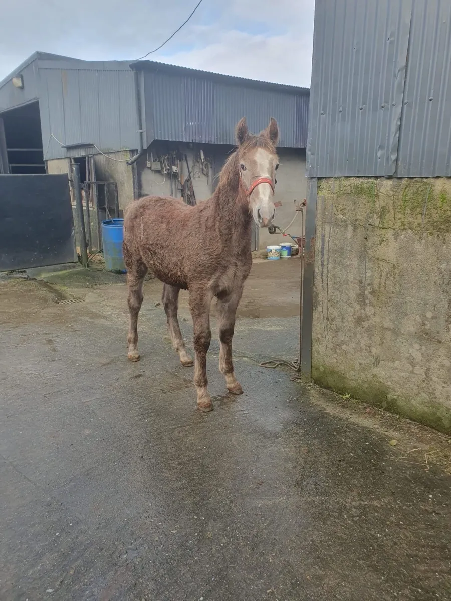 Purebred Irish Draught Filly Foal - Image 1