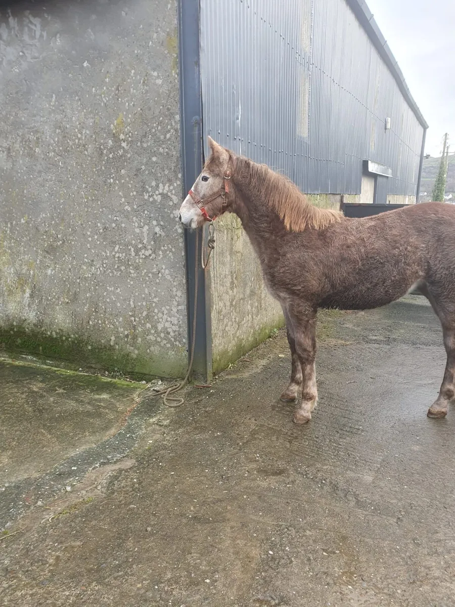 Purebred Irish Draught Filly Foal - Image 4
