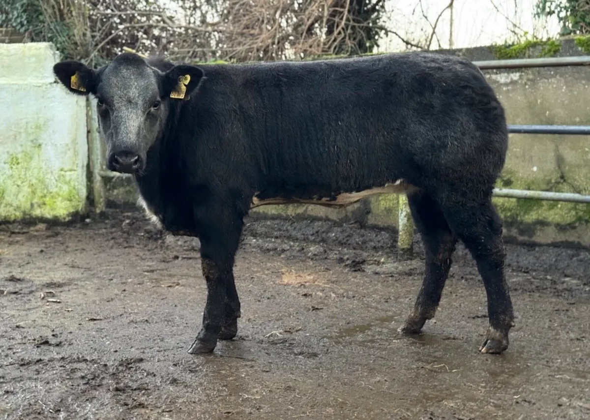 ⭐️Super Ai Bred Belgian Blue Breeding heifer ⭐️ - Image 1