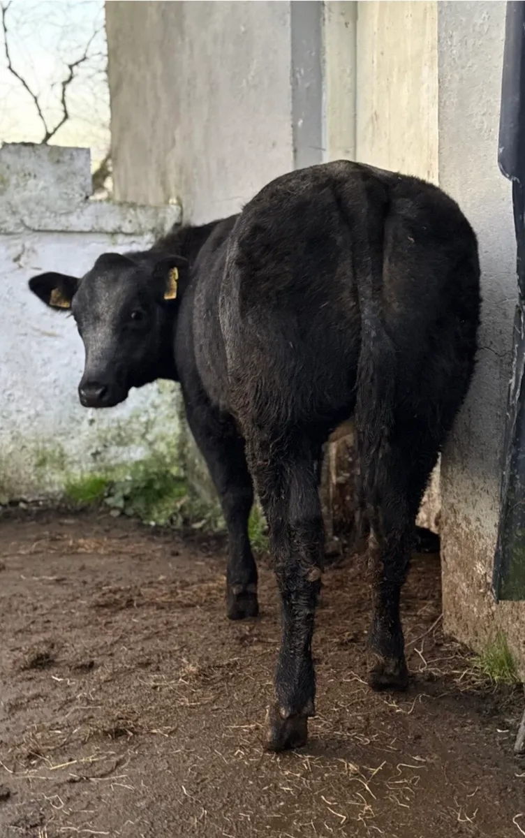 ⭐️Super Ai Bred Belgian Blue Breeding heifer ⭐️ - Image 2