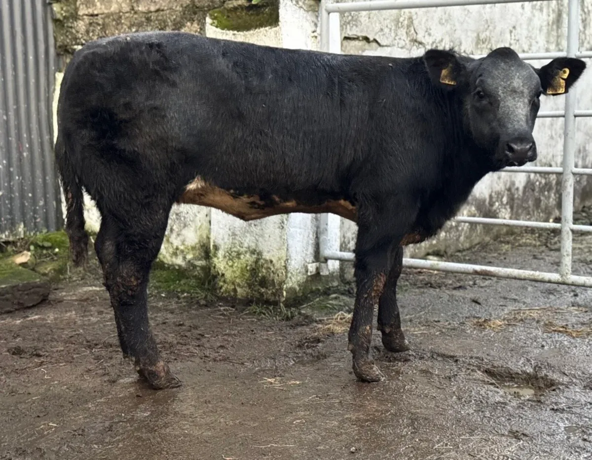 ⭐️Super Ai Bred Belgian Blue Breeding heifer ⭐️ - Image 3