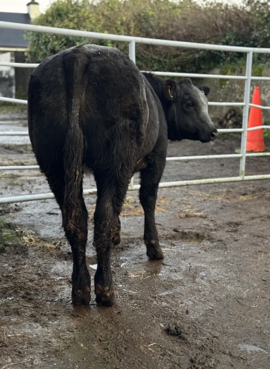 ⭐️Super Ai Bred Belgian Blue Breeding heifer ⭐️ - Image 4