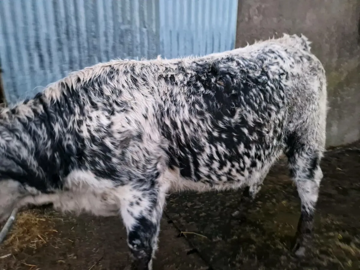 EBY Limousine Heifer 5 star - Image 2