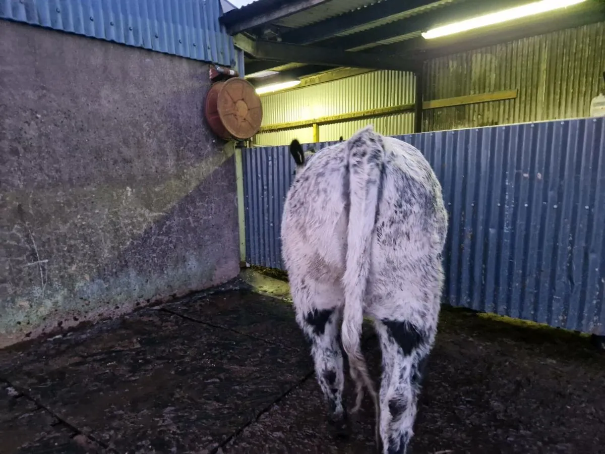 EBY Limousine Heifer 5 star - Image 3