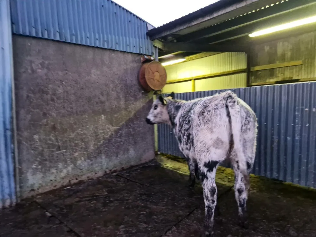 EBY Limousine Heifer 5 star - Image 4