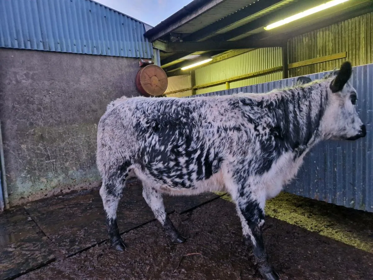 EBY Limousine Heifer 5 star - Image 1