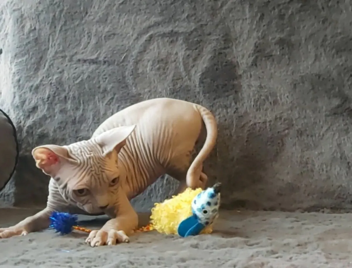 Sphynx Sphinx kittens cat(can deliver) - Image 1