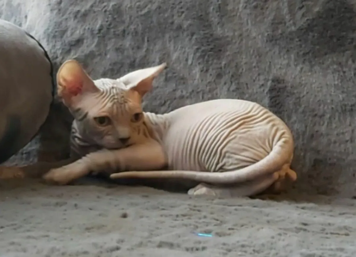 Sphynx Sphinx kittens cat(can deliver) - Image 4