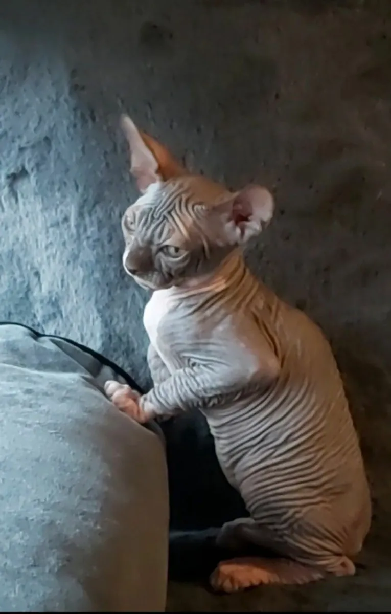 Sphynx All kittens are reserved - Image 1