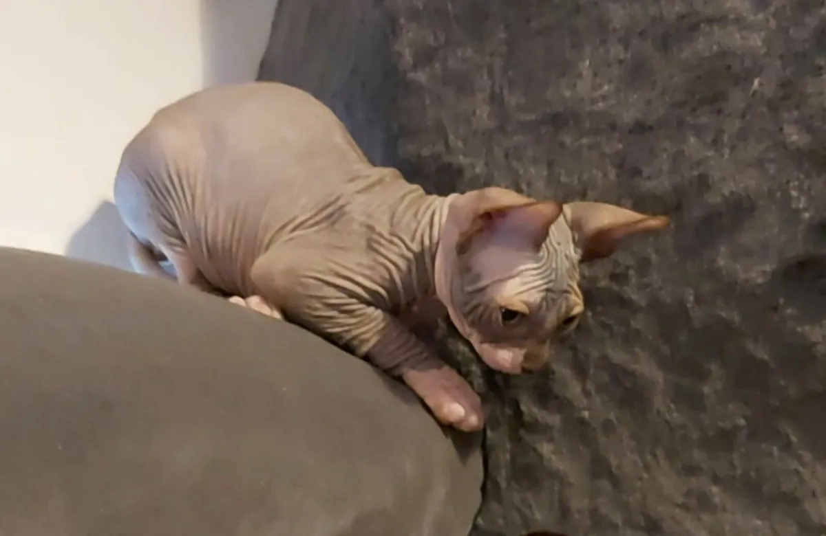 Sphynx All kittens are reserved - Image 4