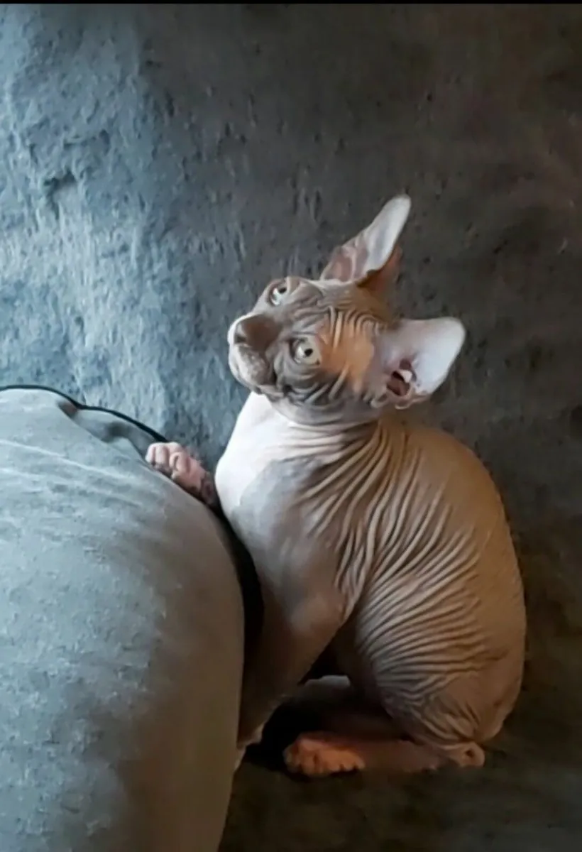 Sphynx All kittens are reserved - Image 3