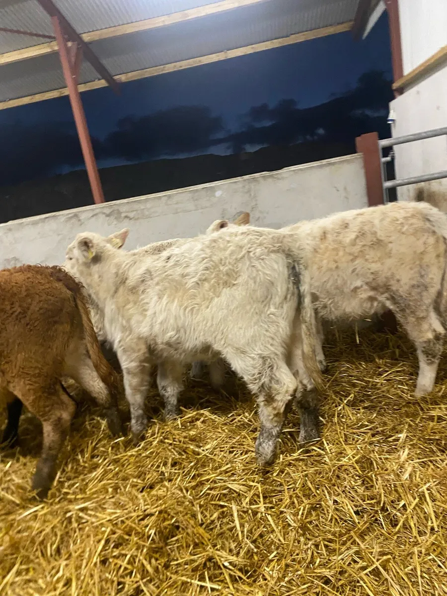 5 super suckler bred heifer weanlings - Image 1