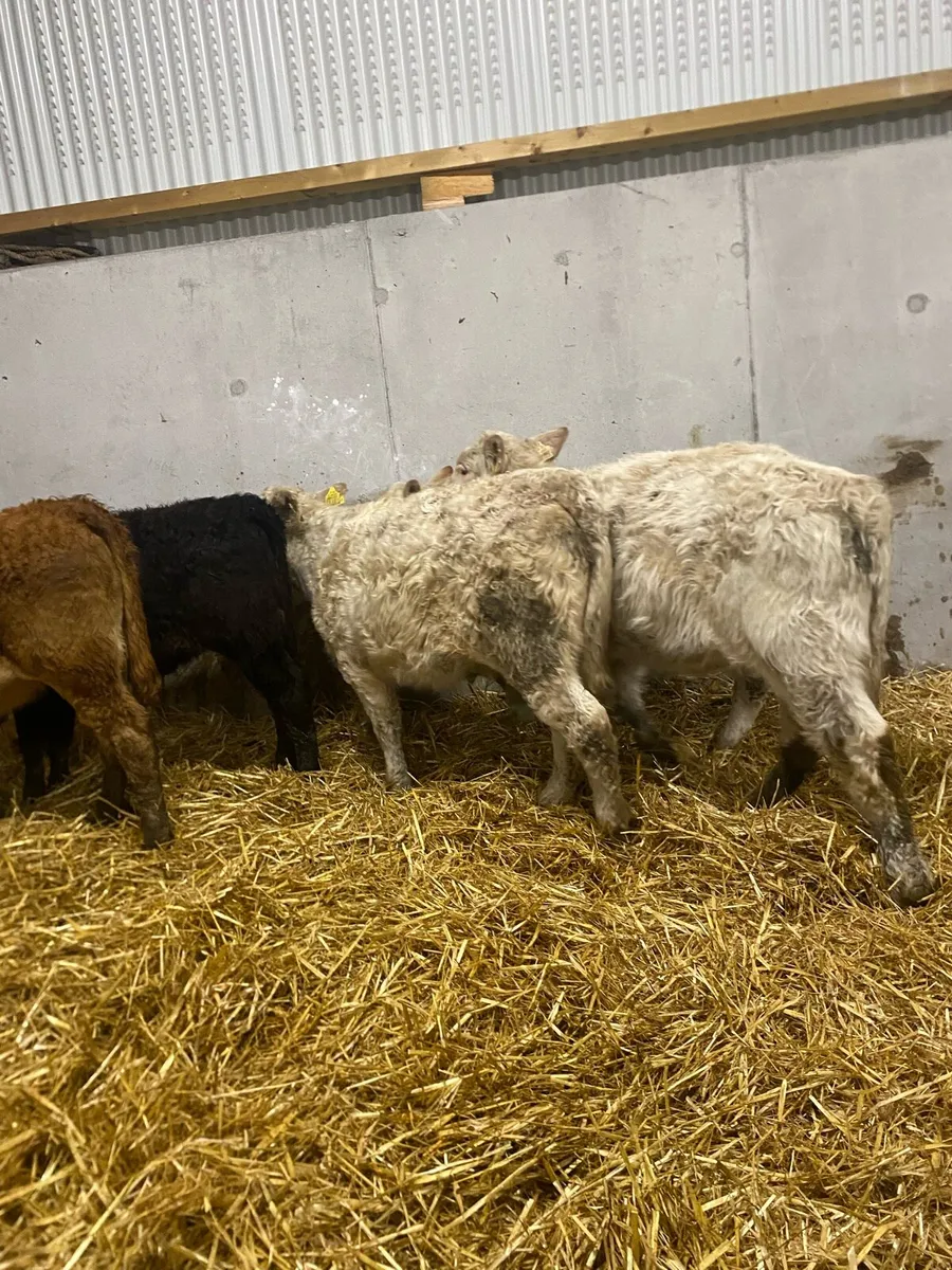 5 super suckler bred heifer weanlings - Image 2