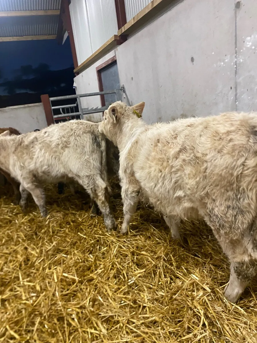 5 super suckler bred heifer weanlings - Image 3
