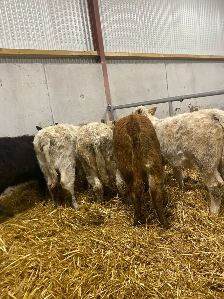 5 super suckler bred heifer weanlings - Image 4