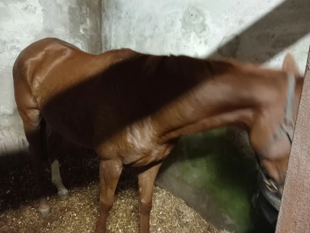 Thoroughbred - Image 2