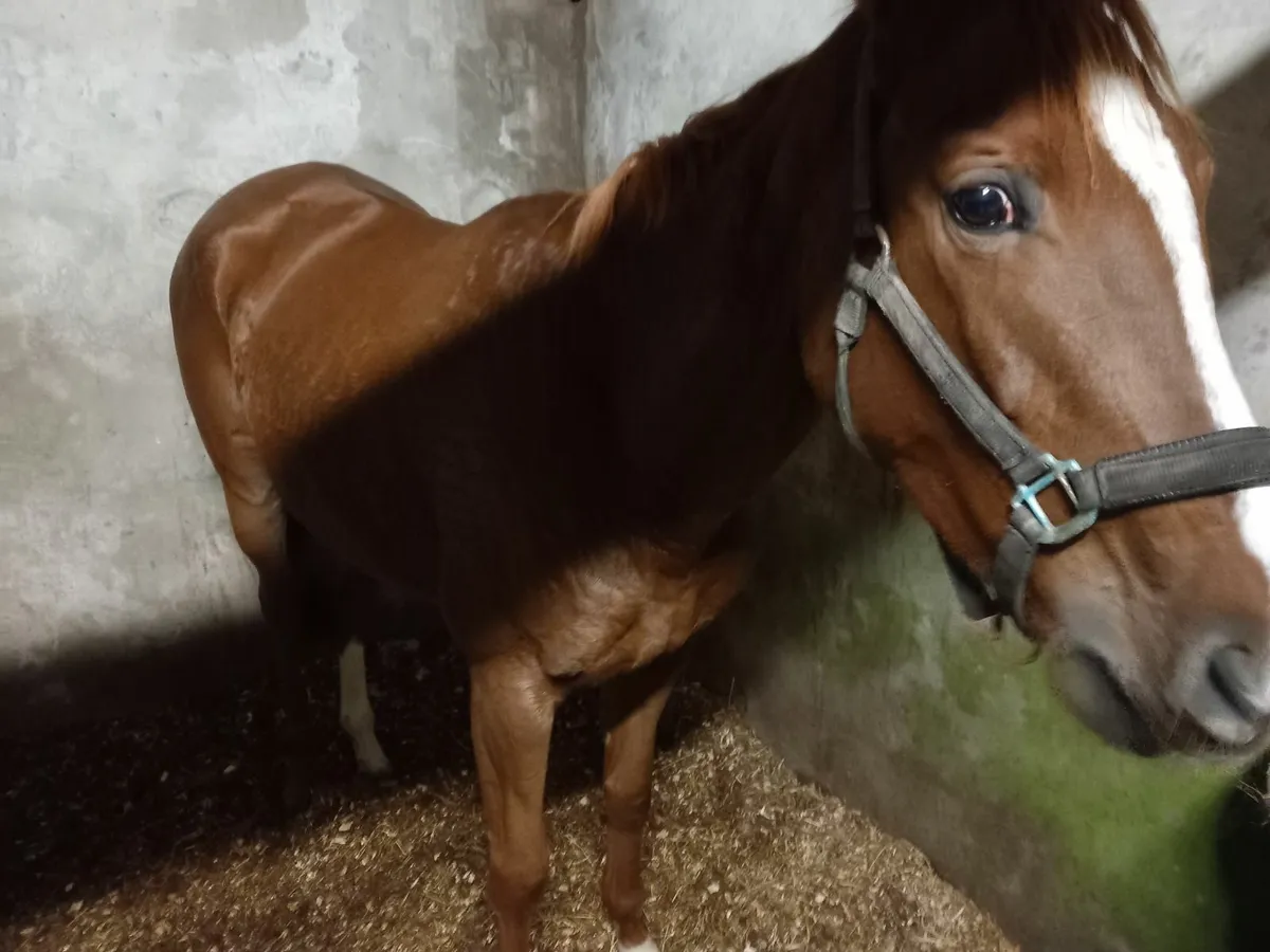 Thoroughbred - Image 3