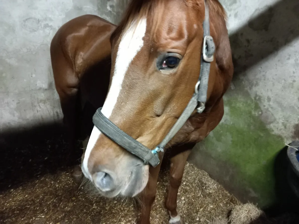 Thoroughbred - Image 1