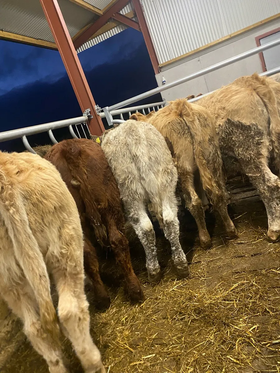 10 super charlaois heifer weanlings - Image 1